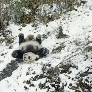 Giant panda (Ailuropoda melanoleuca) sliding down slope on back after losing footing