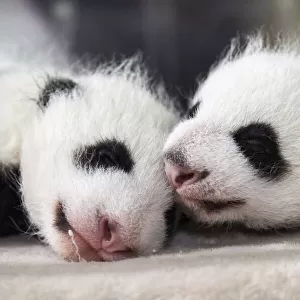 Giant panda (Ailuropoda melanoleuca) female cubs aged 1 month in incubator