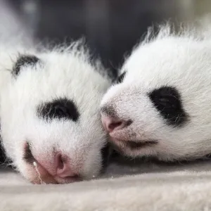 Giant panda (Ailuropoda melanoleuca) female cubs aged 1 month in incubator