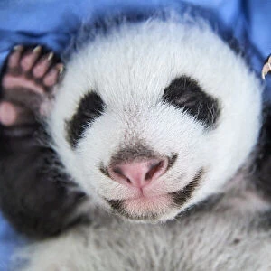 Giant panda (Ailuropoda melanoleuca) female cub aged 1 month, Beauval ZooPark