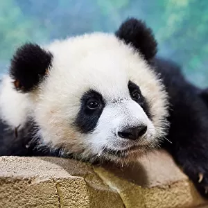 Giant panda (Ailuropoda melanoleuca) cub Yuandudu, aged 8 months, portrait, Beauval ZooPark, France, April, 2022. Captive