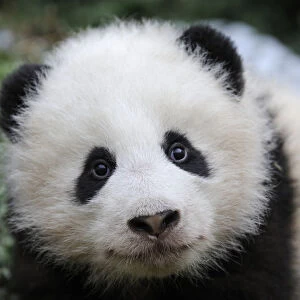 Giant panda (Ailuropoda melanoleuca) baby, aged 5 months, Wolong Nature Reserve, China