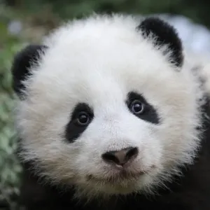 Oso panda gigante (Ailuropoda melanoleuca) bebé, con 5 meses de edad, Reserva Natural Wolong, China. Oso panda gigante (Ailuropoda melanoleuca) bebé, con 5 meses de edad, Reserva Natural Wolong, China.