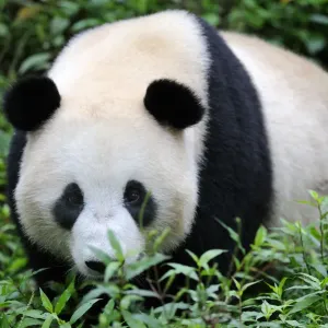 Giant panda (Ailuropoda Melanoleuca) Bifengxia Giant Panda Breeding and Conservation Center Giant panda (Ailuropoda Melanoleuca) Bifengxia Giant Panda Breeding and Conservation Center
