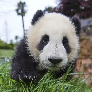 Giant panda cub print, 8 months old, Beauval ZooPark Giant panda cub print, 8 months old, Beauval ZooPark