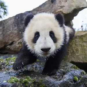Giant panda (Ailuropoda melanoleuca) cub, Huanlili, aged 8 months, investigating the enclosure, Beauval ZooPark, France, April, 2022. Captive Giant panda (Ailuropoda melanoleuca) cub, Huanlili, aged 8 months, investigating the enclosure, Beauval ZooPark, France, April, 2022. Captive