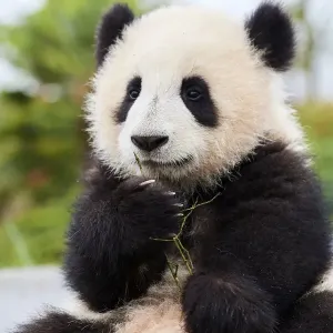 Giant panda (Ailuropoda melanoleuca) cub, Huanlili, aged 8 months, sitting down, holding bamboo, Beauval ZooPark, France, April, 2022. Captive Giant panda (Ailuropoda melanoleuca) cub, Huanlili, aged 8 months, sitting down, holding bamboo, Beauval ZooPark, France, April, 2022. Captive