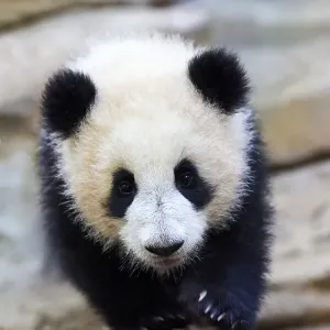 Giant panda (Ailuropoda melanoleuca) cub, Huanlili, aged 8 months, walking along a log, Beauval ZooPark, France, April, 2022. Captive Giant panda (Ailuropoda melanoleuca) cub, Huanlili, aged 8 months, walking along a log, Beauval ZooPark, France, April, 2022. Captive