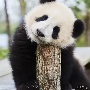 Giant panda (Ailuropoda melanoleuca) cub, Huanlili, aged 8 months, sitting on wooden platform, Beauval ZooPark, France, April, 2022. Captive Giant panda (Ailuropoda melanoleuca) cub, Huanlili, aged 8 months, sitting on wooden platform, Beauval ZooPark, France, April, 2022. Captive