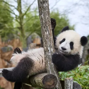 Giant panda (Ailuropoda melanoleuca) cub, Huanlili, aged 8 months, playing on wooden climbing frame, Beauval ZooPark, France, April, 2022. Captive Giant panda (Ailuropoda melanoleuca) cub, Huanlili, aged 8 months, playing on wooden climbing frame, Beauval ZooPark, France, April, 2022. Captive