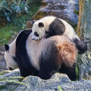 Giant panda (Ailuropoda melanoleuca) cub, Yuandudu, aged 8 months, climbing on her mothers back, Beauval ZooPark, France, April, 2022. Captive Giant panda (Ailuropoda melanoleuca) cub, Yuandudu, aged 8 months, climbing on her mothers back, Beauval ZooPark, France, April, 2022. Captive
