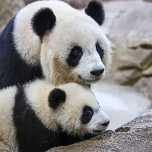 Giant panda (Ailuropoda melanoleuca) cub, Yuandudu, aged 8 months, with her mother, Huan Huan, Beauval ZooPark, France, April, 2022. Captive Giant panda (Ailuropoda melanoleuca) cub, Yuandudu, aged 8 months, with her mother, Huan Huan, Beauval ZooPark, France, April, 2022. Captive