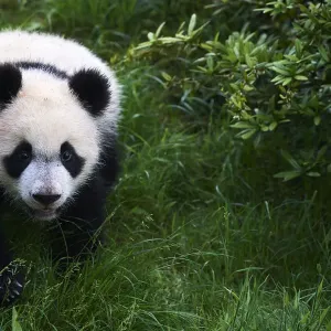 Giant panda (Ailuropoda melanoleuca) cub exploring during its outings in the enclosure Giant panda (Ailuropoda melanoleuca) cub exploring during its outings in the enclosure