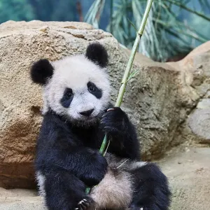 Giant panda (Ailuropoda melanoleuca) cub playfuly chewing a bamboo stick. Yuan Meng Giant panda (Ailuropoda melanoleuca) cub playfuly chewing a bamboo stick. Yuan Meng