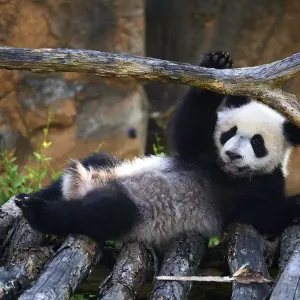 Giant panda (Ailuropoda melanoleuca) cub playing on wooden structure Giant panda (Ailuropoda melanoleuca) cub playing on wooden structure