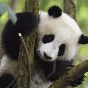 Giant panda cub print, tree scene Giant panda cub print, tree scene