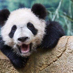 Giant panda (Ailuropoda melanoleuca) cub yawning. Yuan Meng, first giant panda ever born in France