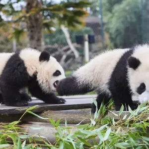 Giant panda (Ailuropoda melanoleuca) cubs Yuandudu and Huanlili, aged 8 months, playing together, Beauval ZooPark, France, April, 2022. Captive Giant panda (Ailuropoda melanoleuca) cubs Yuandudu and Huanlili, aged 8 months, playing together, Beauval ZooPark, France, April, 2022. Captive