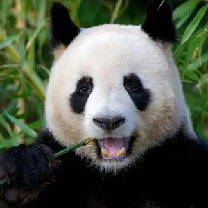 Oso panda gigante (Ailuropoda melanoleuca) alimentándose de bambú, cautivo, Zoo Parc de Beauval. Oso panda gigante (Ailuropoda melanoleuca) alimentándose de bambú, cautivo, Zoo Parc de Beauval.