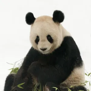 Giant panda (Ailuropoda melanoleuca) feeding on bamboo in the snow, captive (born Giant panda (Ailuropoda melanoleuca) feeding on bamboo in the snow, captive (born