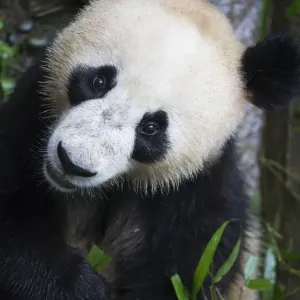 Giant panda (Ailuropoda melanoleuca) feeding on bamboo at the Ya an Bifengxia Giant panda (Ailuropoda melanoleuca) feeding on bamboo at the Ya an Bifengxia