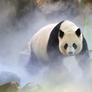 Framed and Canvas Prints plus a lot more: Giant Panda