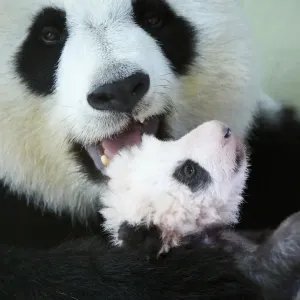 Giant Panda Print: Huan Huan with Two-Month-Old Cub