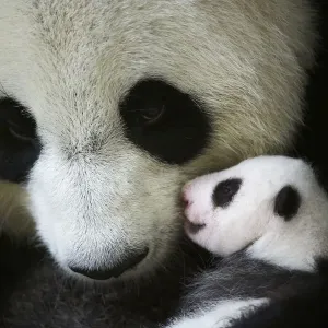 Oso panda gigante (Ailuropoda melanoleuca) hembra, Huan Huan, sosteniendo a su bebé de un mes. Oso panda gigante (Ailuropoda melanoleuca) hembra, Huan Huan, sosteniendo a su bebé de un mes.