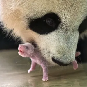 L'ours panda géant (Ailuropoda melanoleuca) femelle, Huan Huan, prenant son bébé âgé de 8 jours. L'ours panda géant (Ailuropoda melanoleuca) femelle, Huan Huan, prenant son bébé âgé de 8 jours.