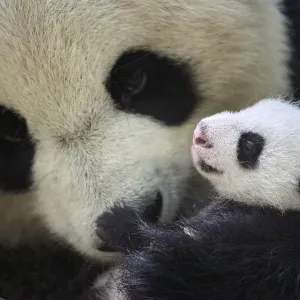 Giant panda (Ailuropoda melanoleuca) female, Huan Huan, holding cub aged one month Giant panda (Ailuropoda melanoleuca) female, Huan Huan, holding cub aged one month