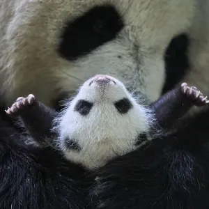 Giant panda (Ailuropoda melanoleuca) female, Huan Huan, holding cub aged one month Giant panda (Ailuropoda melanoleuca) female, Huan Huan, holding cub aged one month