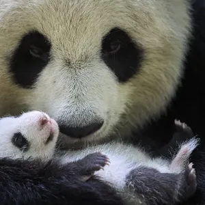 Giant panda (Ailuropoda melanoleuca) female, Huan Huan, holding cub aged one month Giant panda (Ailuropoda melanoleuca) female, Huan Huan, holding cub aged one month