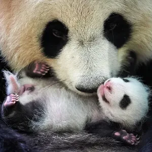 Giant panda (Ailuropoda melanoleuca) female, Huan Huan, holding cub aged one month, Beauval ZooPark, France. 9 September 2021 Giant panda (Ailuropoda melanoleuca) female, Huan Huan, holding cub aged one month, Beauval ZooPark, France. 9 September 2021