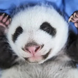 Giant panda (Ailuropoda melanoleuca) female cub aged 1 month, Beauval ZooPark Giant panda (Ailuropoda melanoleuca) female cub aged 1 month, Beauval ZooPark