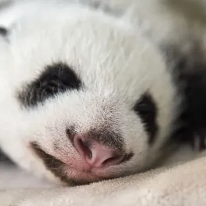 Giant panda (Ailuropoda melanoleuca) female cub aged 1 month, Beauval ZooPark Giant panda (Ailuropoda melanoleuca) female cub aged 1 month, Beauval ZooPark