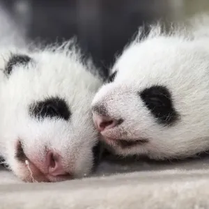 Oso panda gigante (Ailuropoda melanoleuca) crías femeninas de 1 mes en incubadora. Oso panda gigante (Ailuropoda melanoleuca) crías femeninas de 1 mes en incubadora.