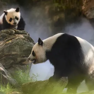 Giant panda (Ailuropoda melanoleuca) female Huan Huan and her cub out in their enclosure in mist Giant panda (Ailuropoda melanoleuca) female Huan Huan and her cub out in their enclosure in mist