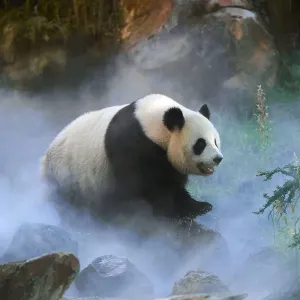 Giant panda (Ailuropoda melanoleuca) female Huan Huan out in her enclosure in mist Giant panda (Ailuropoda melanoleuca) female Huan Huan out in her enclosure in mist