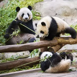Giant panda mother and twin cubs eating bamboo, Print Giant panda mother and twin cubs eating bamboo, Print