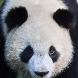 Giant panda (Ailuropoda melanoleuca) juvenile male aged 2 years, portait Giant panda (Ailuropoda melanoleuca) juvenile male aged 2 years, portait