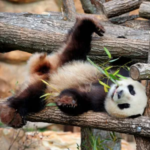 Giant panda (Ailuropoda melanoleuca) male, Yuan Zi, lying on climbing frame eating bamboo