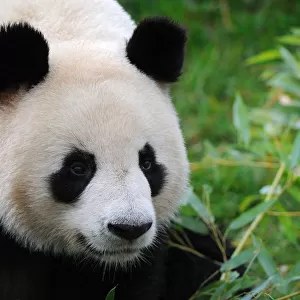 Giant panda (Ailuropoda melanoleuca) portrait, captive, Zoo Parc de Beauval, France
