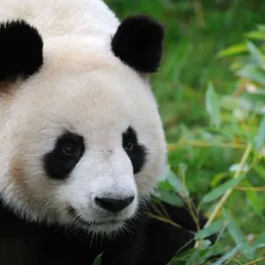 Retrato de panda gigante (Ailuropoda melanoleuca), cautivo, Zoo Parc de Beauval, Francia. Retrato de panda gigante (Ailuropoda melanoleuca), cautivo, Zoo Parc de Beauval, Francia.