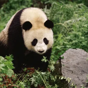 Oso panda gigante {Ailuropoda melanoleuca} Montes Qionglai, Sichuan, China. Oso panda gigante {Ailuropoda melanoleuca} Montes Qionglai, Sichuan, China.