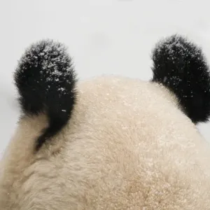 Oso panda gigante (Ailuropoda melanoleuca) vista posterior de la parte superior de la cabeza y las orejas, en la nieve. Oso panda gigante (Ailuropoda melanoleuca) vista posterior de la parte superior de la cabeza y las orejas, en la nieve.
