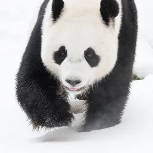 Giant panda (Ailuropoda melanoleuca) in snow, captive