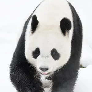 Giant Panda in Snow Print Giant Panda in Snow Print