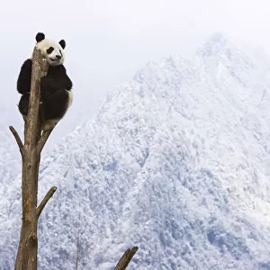 Giant panda (Ailuropoda melanoleuca) at the top of a tree, Sichuan, China, January