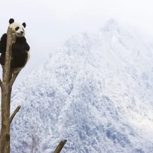 Oso panda gigante (Ailuropoda melanoleuca) en la cima de un árbol, Sichuan, China, enero. Oso panda gigante (Ailuropoda melanoleuca) en la cima de un árbol, Sichuan, China, enero.