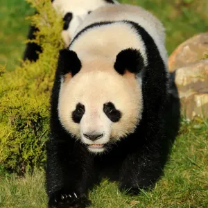 Oso panda gigante (Ailuropoda melanoleuca) caminando, cautivo, Zoo Parc, Beauval, Amenazado. Oso panda gigante (Ailuropoda melanoleuca) caminando, cautivo, Zoo Parc, Beauval, Amenazado.